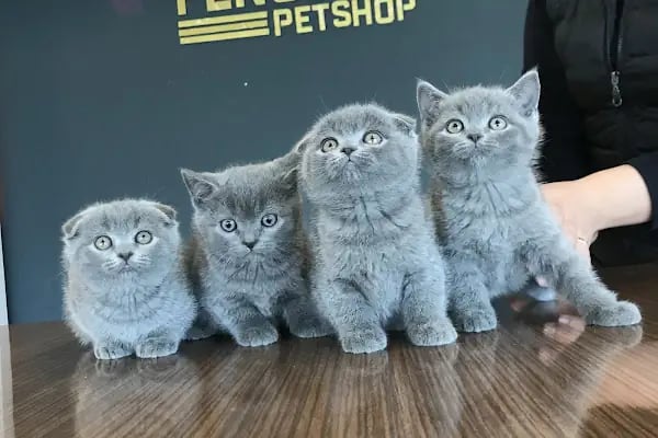 Fenomen Pet Shop - Pet Çiftlik - Kedi Köpek Satış Merkezi - Resim 17