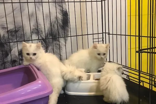Fenomen Pet Shop - Pet Çiftlik - Kedi Köpek Satış Merkezi - Resim 10
