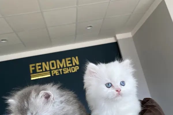 Fenomen Pet Shop - Pet Çiftlik - Kedi Köpek Satış Merkezi - Resim 8