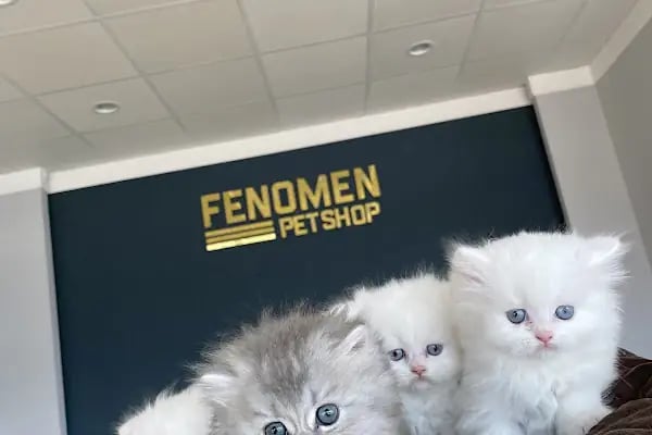 Fenomen Pet Shop - Pet Çiftlik - Kedi Köpek Satış Merkezi - Resim 11