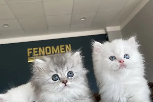 Fenomen Pet Shop - Pet Çiftlik - Kedi Köpek Satış Merkezi - Resim 5