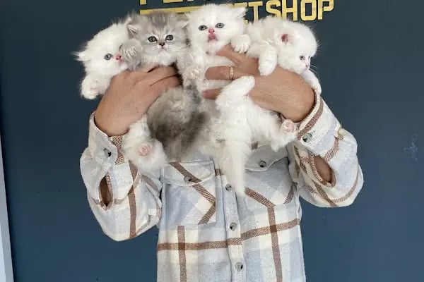 Fenomen Pet Shop - Pet Çiftlik - Kedi Köpek Satış Merkezi - Resim 14