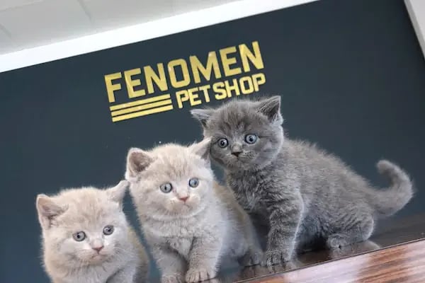 Fenomen Pet Shop - Pet Çiftlik - Kedi Köpek Satış Merkezi - Resim 20