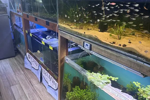 Malawi İzmir Akvaryum ve Pet Ürünleri - Resim 19