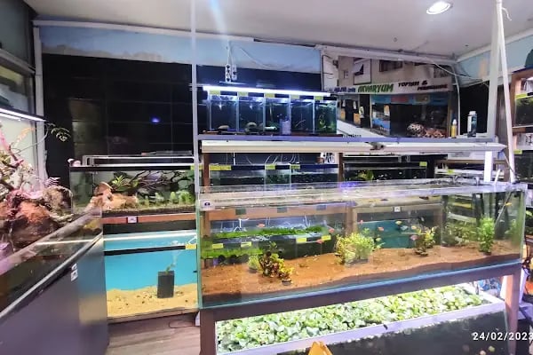 Malawi İzmir Akvaryum ve Pet Ürünleri - Resim 4
