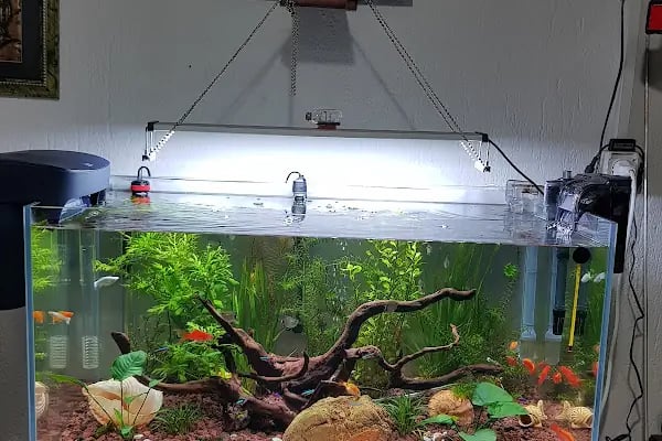 Malawi İzmir Akvaryum ve Pet Ürünleri - Resim 17