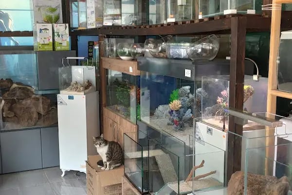 Malawi İzmir Akvaryum ve Pet Ürünleri - Resim 18