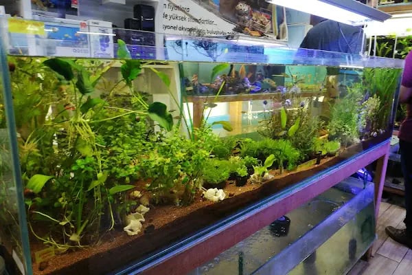 Malawi İzmir Akvaryum ve Pet Ürünleri - Resim 1