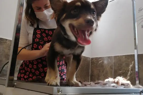 PURLİNA PET KUAFÖR VE MARKET - Resim 10