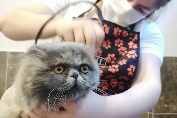PURLİNA PET KUAFÖR VE MARKET - Resim 15