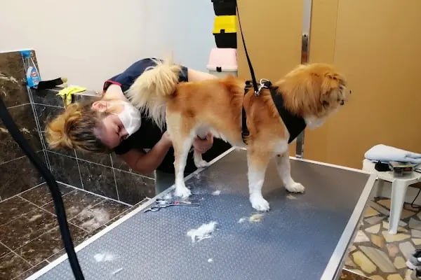 PURLİNA PET KUAFÖR VE MARKET - Resim 8
