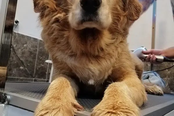 PURLİNA PET KUAFÖR VE MARKET - Resim 3