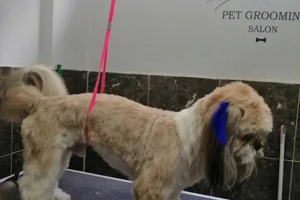 PURLİNA PET KUAFÖR VE MARKET - Resim 16