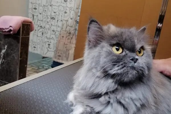 PURLİNA PET KUAFÖR VE MARKET - Resim 13