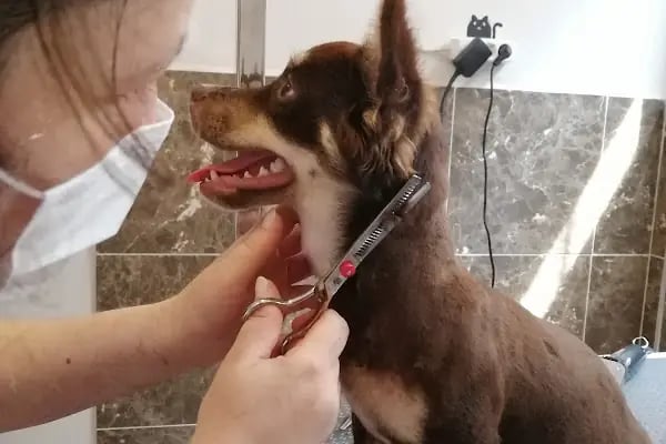 PURLİNA PET KUAFÖR VE MARKET - Resim 12
