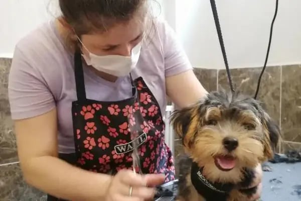 PURLİNA PET KUAFÖR VE MARKET - Resim 4