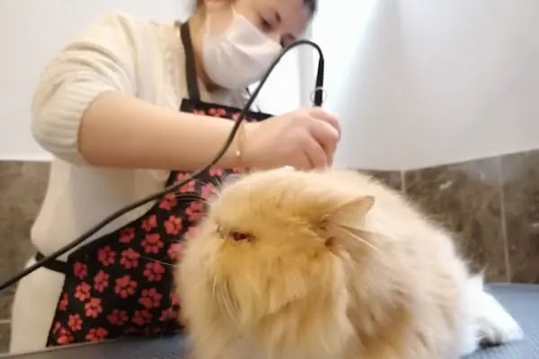 PURLİNA PET KUAFÖR VE MARKET - Resim 17