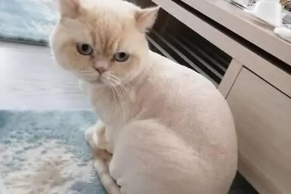 PURLİNA PET KUAFÖR VE MARKET - Resim 9