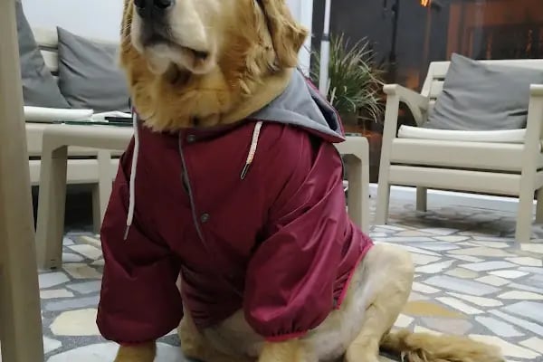 PURLİNA PET KUAFÖR VE MARKET - Resim 6