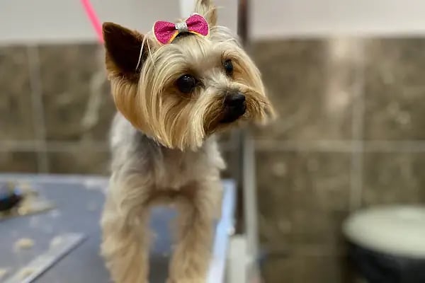 PURLİNA PET KUAFÖR VE MARKET - Resim 5