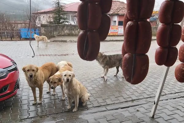 Tekir Kasabı Yılmazın Yeri - Resim 16
