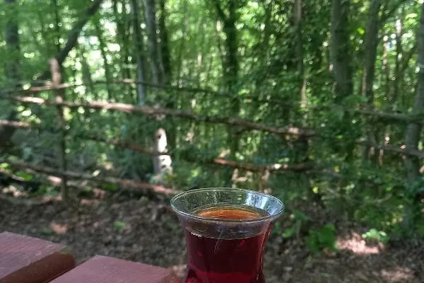 Sarmaşık Piknik Alanı - Resim 6