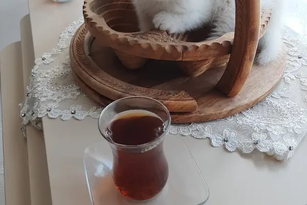 Keçiören Veteriner, Lions Veteriner - Resim 8