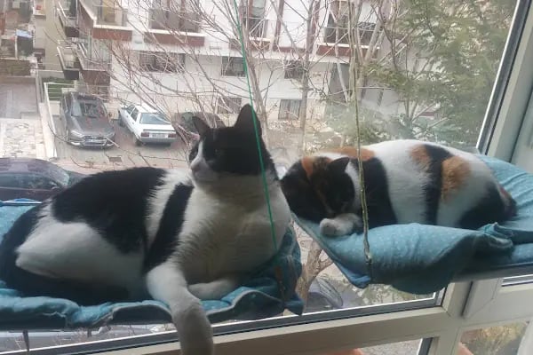 Mamak Veteriner Dünyası Veteriner Kliniği - Resim 10