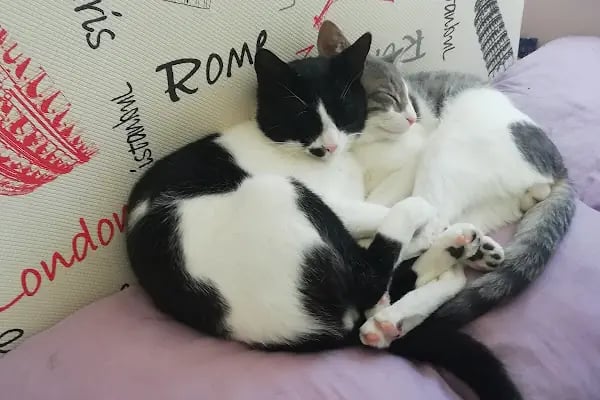 Mamak Veteriner Dünyası Veteriner Kliniği - Resim 15