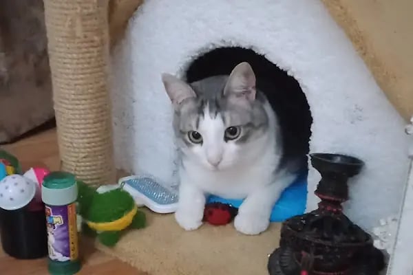 Mamak Veteriner Dünyası Veteriner Kliniği - Resim 16