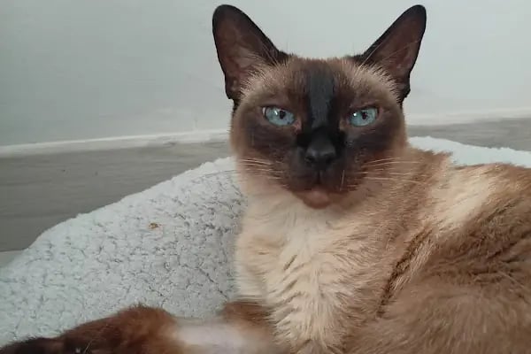 Mamak Veteriner Dünyası Veteriner Kliniği - Resim 13