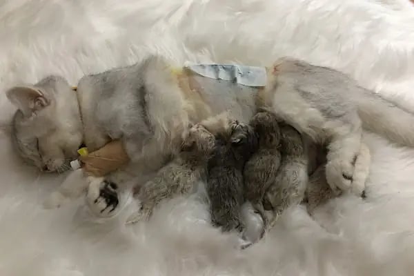 Mamak Veteriner Dünyası Veteriner Kliniği - Resim 17