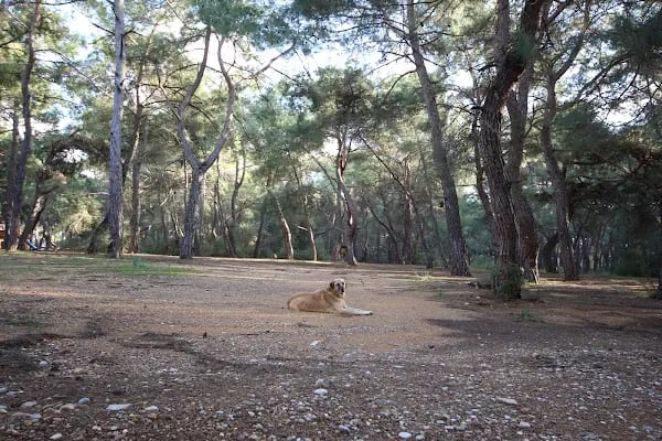 Kurşunlu Şelalesi Tabiat Parkı - Resim 12