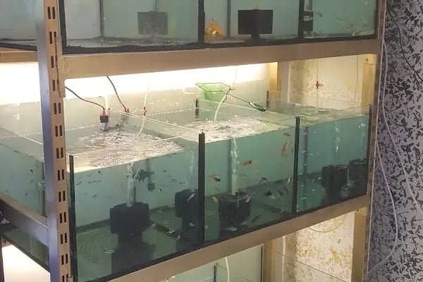 Sönmez Petshop - Resim 14