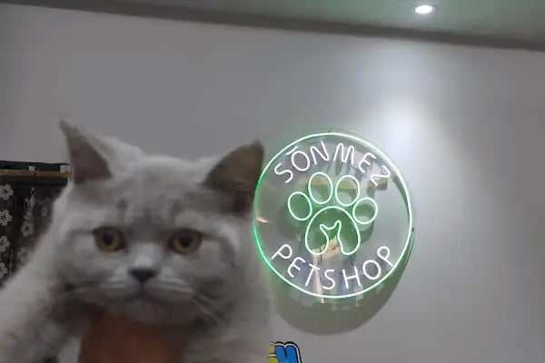 Sönmez Petshop - Resim 16