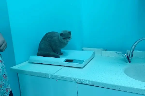 Kuzeykent Veteriner Kliniği - Resim 12