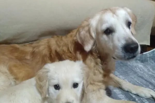Yeşilova Veteriner Kliniği - Resim 4