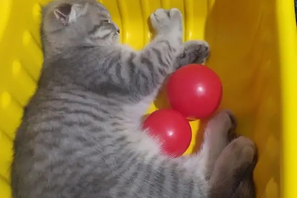 Yeşilova Veteriner Kliniği - Resim 16