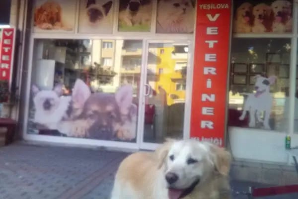 Yeşilova Veteriner Kliniği - Resim 17