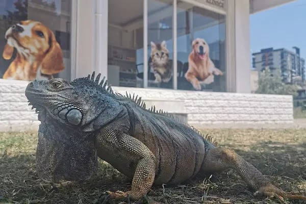 Yeşilova Veteriner Kliniği - Resim 11