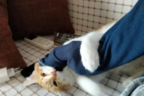 Yeşilova Veteriner Kliniği - Resim 13