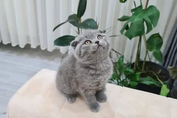 Pet House Manisa - Resim 3