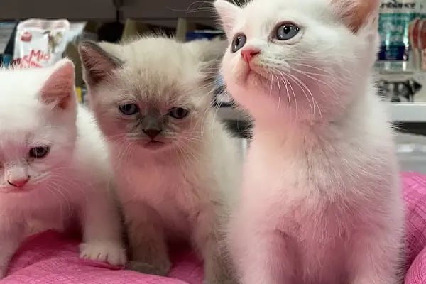 Pet House Manisa - Resim 7