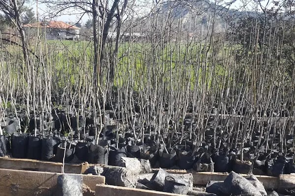 Akşar Köyü Muhtarlığı - Resim 3