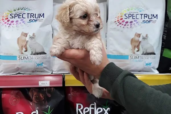 Pet Adana - Resim 8