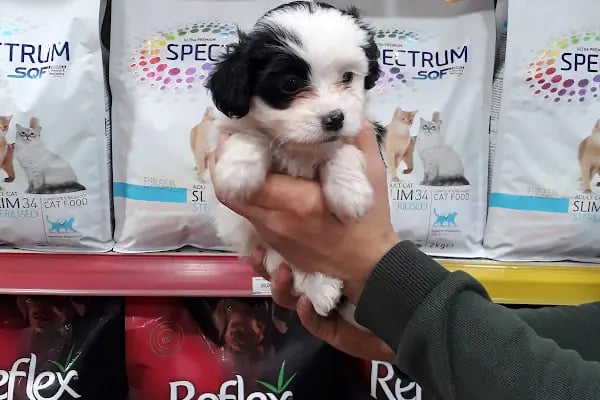Pet Adana - Resim 5