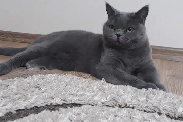 Pet Adana - Resim 20