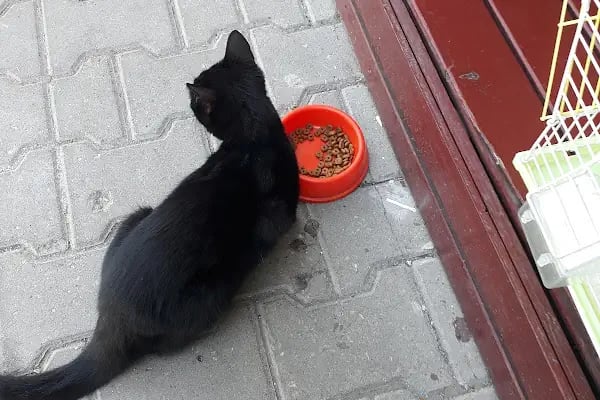 Pet Adana - Resim 12