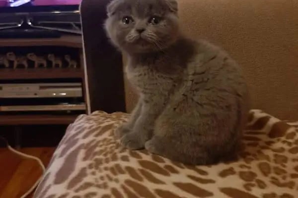 Pet Adana - Resim 6