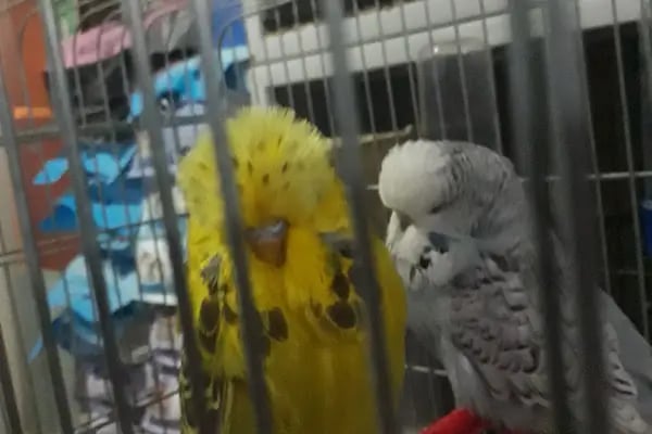 Yağız petshop akvaryum - Resim 4